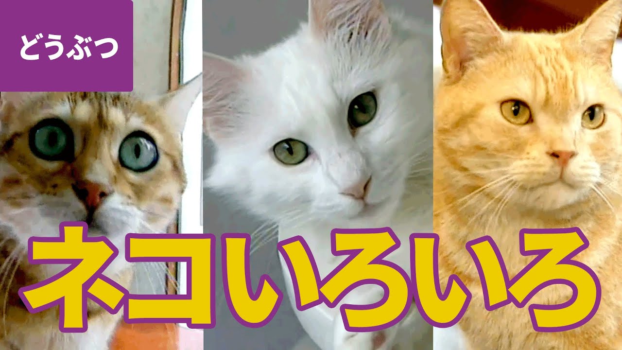 猫いろいろ大集合！ 定番のかわいいネコ、めずらしいネコ、猫の赤ちゃん：日本猫／ラグドール／三毛猫／マンチカン／アビシニアン ほか【動物・生き物 #3】